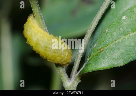 Frosted Elfin, Callophrys irus, caterpillar on Nuttall's Wild Indigo, Baptisia nuttalliana Stock Photo