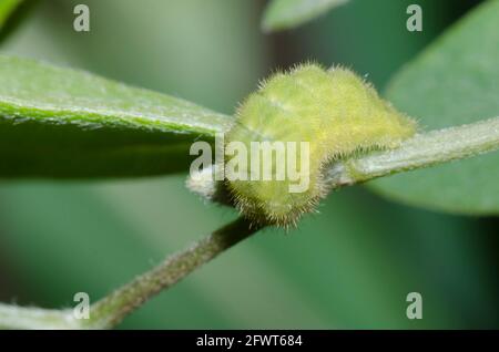 Frosted Elfin, Callophrys irus, caterpillar on Nuttall's Wild Indigo, Baptisia nuttalliana Stock Photo