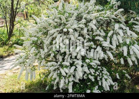 Spirea is a shrub that blooms in early spring with many small white flowers, in the garden of a country house. Stock Photo