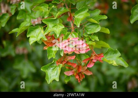 Italy, Lombardy, Countryside near Crema, Field Maple, Acer Campestre Leaves, Red Winged Seeds Stock Photo
