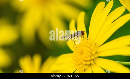 macro image of a small hoverfly insect resting on a grey leaved euryops flower Stock Photo