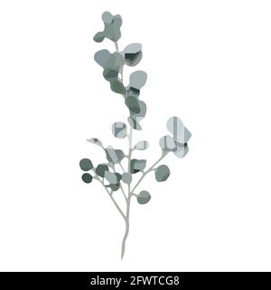 Eucalyptus silver dollar tree leaves natural branches with green leaves tropical pattern, watercolor style. Vector decorative cute elegant Stock Vector