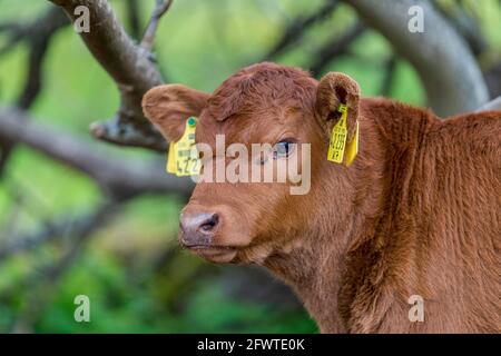 Kälbchen auf Weide Stock Photo