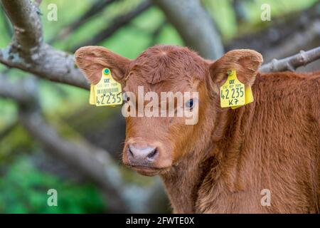 Kälbchen auf Weide Stock Photo