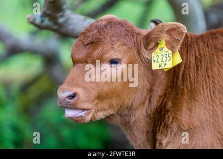 Kälbchen auf Weide Stock Photo