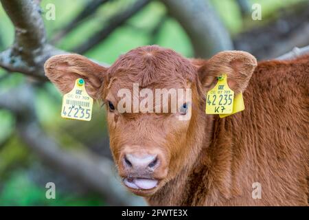 Kälbchen auf Weide Stock Photo