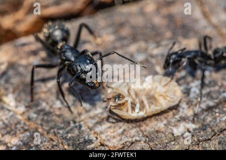 Black ants in the foreground on a tree bark Stock Photo
