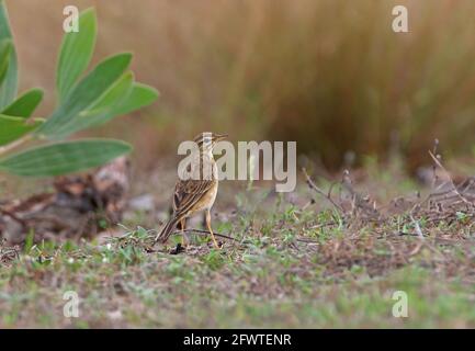 Paddyfield Pipit (Anthus rufulus malayensis) adult standing on ground Sabah, Borneo          January Stock Photo