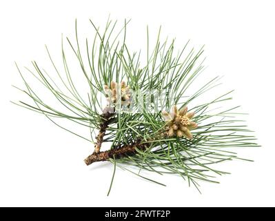 Black pine branch isolated on white background Stock Photo