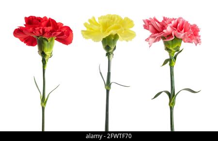 Carnations set isolated on white background Stock Photo