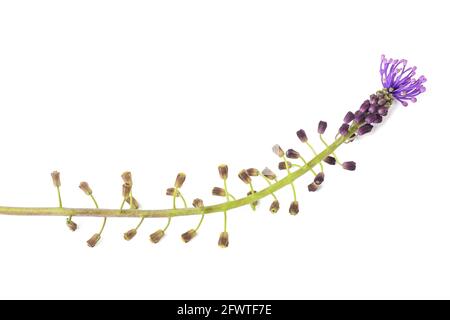 Tassel hyacinth flowers isolated on white background Stock Photo