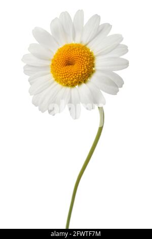 White daisy with stem isolated on white background Stock Photo