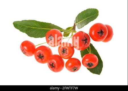 Pyracantha  sprig with berries isolated on white background Stock Photo