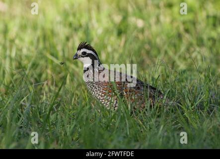 male northern bobwhite quail (Colinus virginianus) in grass with a love bug flying in front of its face