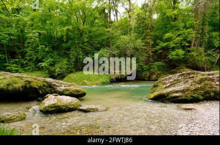 Scenic view of a river in the forest Stock Photo