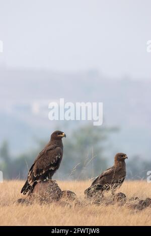 Two Steppe Eagles, Aquila nipalensis, Adult and a Juvenile, Bhigwan, India Stock Photo