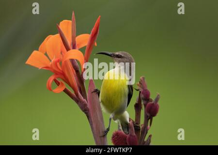Purple rumped sunbird, Leptocoma zeylonica, sucking nectar from the flowers, Pune, Maharashtra India Stock Photo