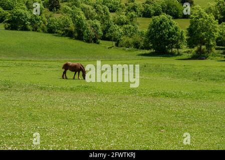 Horse in the meadows around Montellà in spring (Cerdanya, Catalonia, Spain, Pyrenees) ESP: Caballo en los prados al entorno de Montellà en primavera Stock Photo