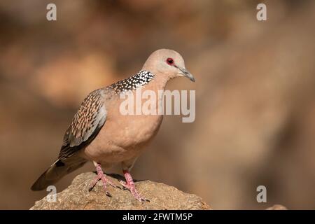 An Oriental Turtle Dove, Streptopelia orientalis, on a rock, Pune, India Stock Photo