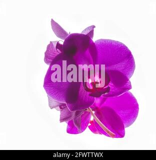 Purple orchid on a white background Stock Photo