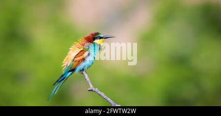 European bee-eater sitting on a tree branch, the best pohoto Stock Photo