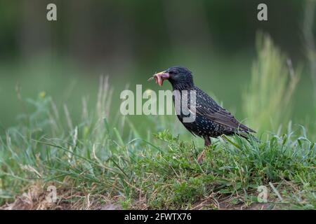 Common starling (Sturnus vulgaris) eating worms Stock Photo