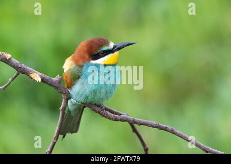 Bee eater perched on branch (Merops apiaster) Stock Photo