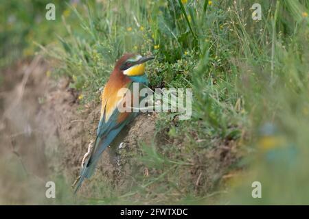 Bee eater sitting on the ground near flowers Merops apiaster Stock Photo