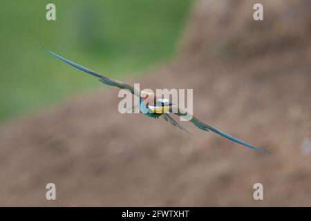 Colorful bee eater in flight Merops apiaster flying Stock Photo