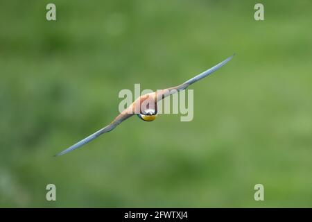 Colorful bee eater in flight Merops apiaster flying Stock Photo