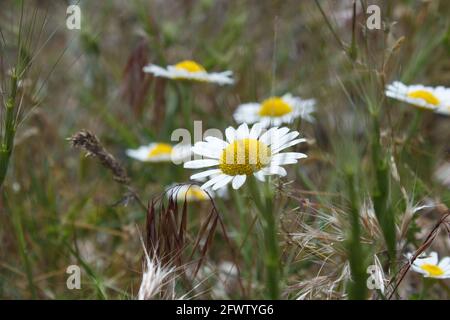 Beautiful daisies and sunlight. Nature background. Summer time. Daisy flowers in meadow. Stock Photo