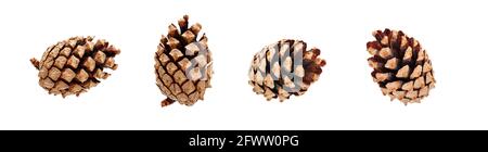 set of pine tree cones isolated on white background Stock Photo