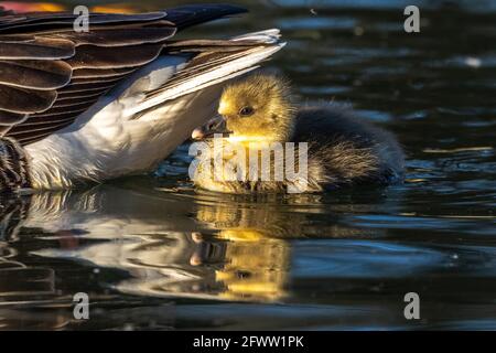 Close up of a beautiful yellow fluffy greylag goose baby gosling in spring, Anser anser is a species of large goose in the waterfowl family Anatidae Stock Photo