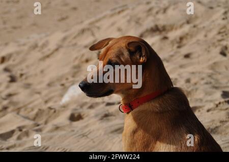 Dog on a sunny day on a sandy beach in Vietnam. Stock Photo