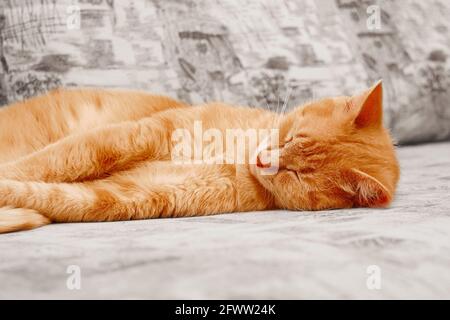 ginger cat stretched and sleeping on couch Stock Photo