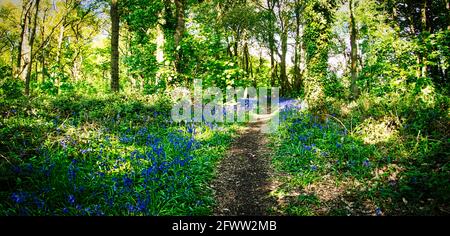 Bluebells and the Bluebell woodlands of Willesley Wood on the National Forest Way in the heart of England. Stock Photo
