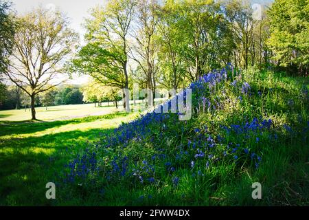 Bluebells and the Bluebell woodlands of Willesley Wood on the National Forest Way in the heart of England. Stock Photo