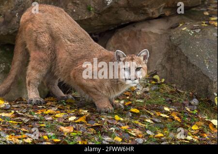 Cougar (Puma concolor) Crouches Near Rock Densite Autumn - captive animal Stock Photo