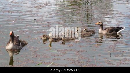 Greylag Geese family on the fishing pond Stock Photo