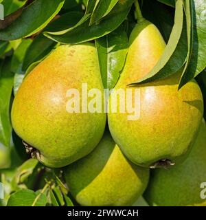 Ripe pears, Pyrus domestica, on the tree in close up Stock Photo
