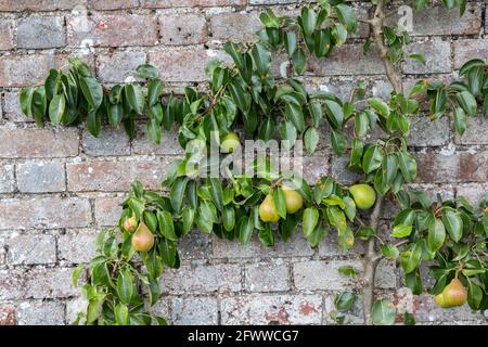 Pears growing against wall in walled garden, England, UK Stock Photo