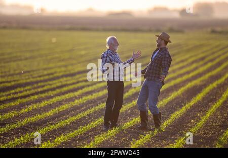 Farmers standing in corn field talking. Two men excited using tablet for agriculture modern innovation. Stock Photo
