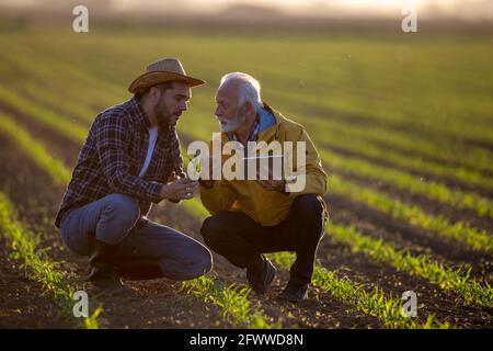 Farmers crouching in corn field using modern technology for agriculture. Two men showing corn plant seedling pointing explaining learning. Stock Photo