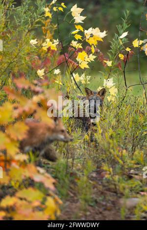 Cross Fox (Vulpes vulpes) Watches Red in Foreground Autumn - captive animals Stock Photo