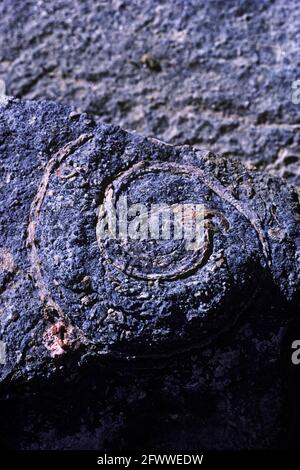 Flat Ammonite Fossil In Limestone Stock Photo - Alamy