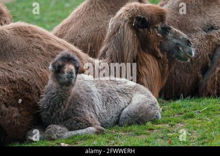 Family of Bactrian camel with cub, Camelus bactrianus. Also known as the Mongolian camel. Stock Photo