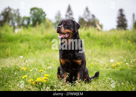 Rottweiler Stock Photo