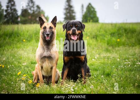 Dog friends, Rottweiler & Belgian Shepherd Dog (Malinois) Stock Photo