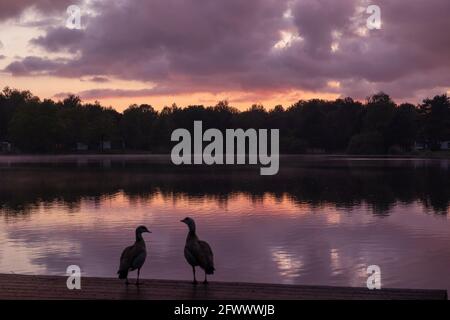 Two egyptian geese at the lake shore, looking in the same direction, The Netherlands. Concept of couple, togetherness, tranquility. Stock Photo
