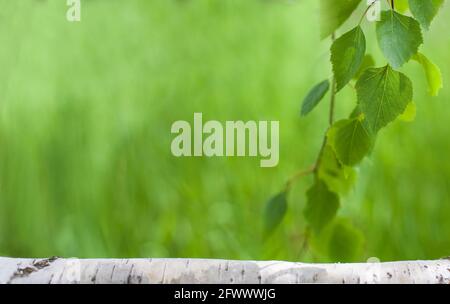Beautiful nature background with fresh leaves. View of nature green leaf on blurred background Stock Photo